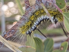 Lophocampa mixta