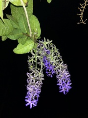 Petrea volubilis