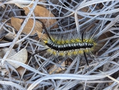 Lophocampa mixta