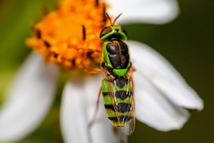 Odontomyia cincta