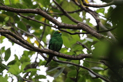 Cyanoramphus malherbi