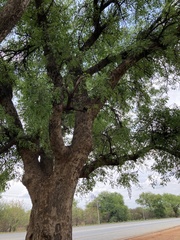 Sclerocarya birrea
