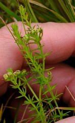 Asperula