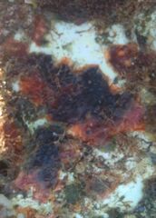 Watersipora subtorquata