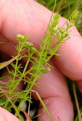 Asperula