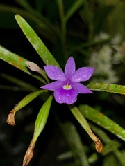 Dimerandra emarginata