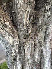 Melaleuca linariifolia