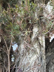Melaleuca linariifolia