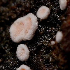 Aleurodiscus amorphus