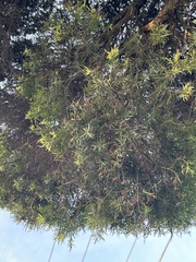 Melaleuca linariifolia