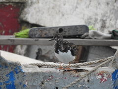 Arenaria interpres