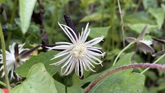 Clematis tashiroi