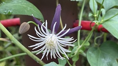 Clematis tashiroi