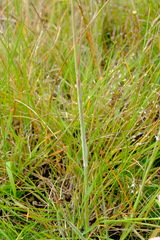 Pentapogon quadrifidus