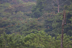 Streptopelia tranquebarica