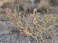Anabasis articulata