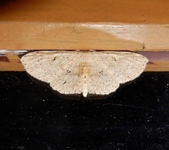 Perixera illepidaria