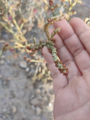 Anabasis articulata