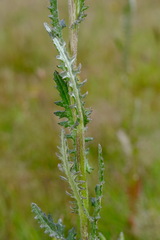 Senecio glomeratus
