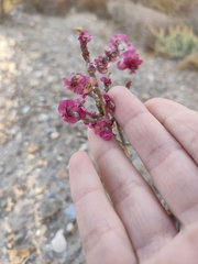 Anabasis articulata