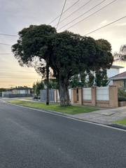 Melaleuca linariifolia