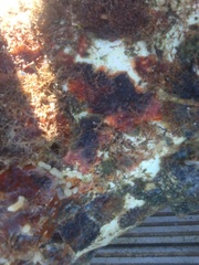 Watersipora subtorquata