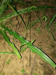 Crinum ornatum image