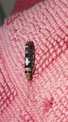 Polycentropodidae