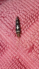 Polycentropodidae