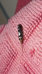 Polycentropodidae