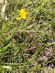 Hypoxis hygrometrica