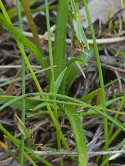 Hypoxis hygrometrica