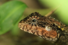 Psammophilus dorsalis