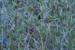 Sarcopoterium spinosum