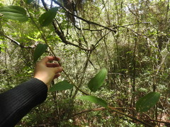 Smilax moranensis