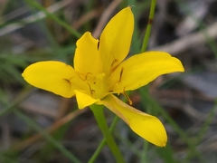 Hypoxis hygrometrica