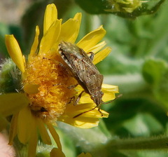 Stictopleurus punctatonervosus
