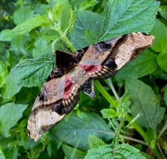 Amplypterus panopus