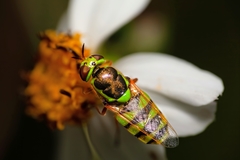 Odontomyia cincta