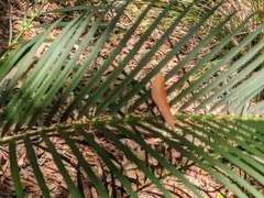 Macrozamia communis