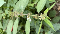 Triumfetta rhomboidea