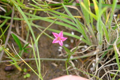 Convolvulus angustissimus