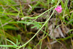 Convolvulus angustissimus