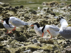 Sterna dougallii