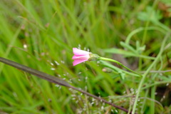 Convolvulus angustissimus