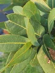 Angophora hispida