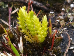 Selaginella gracillima