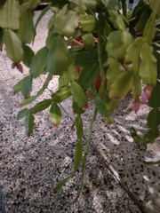Schlumbergera