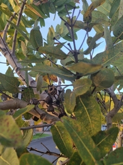 Angophora hispida