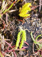Selaginella gracillima